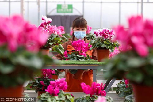 姹紫嫣红迎春节