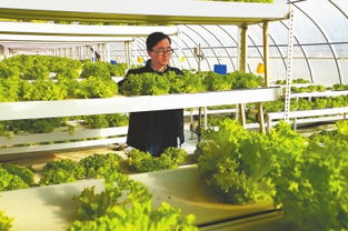 白银靖远县大力发展设施农业 提升蔬菜知名度