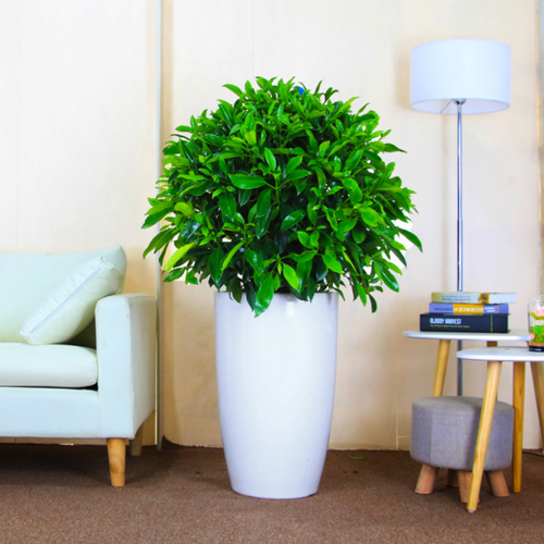 非洲茉莉盆栽高约1米左右室内植物吸甲醛净化空气大型绿植花卉