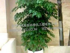 苏州叶枝春园林出售优质盆景装饰--室内花草盆景图片|苏州叶枝春园林出售优质盆景装饰--室内花草盆景产品图片由苏州叶枝春园林绿化工程有限公司公司生产提供-企业库网