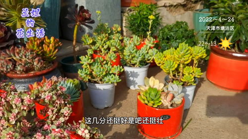 天津花卉市场的多肉价格你能接受吗,网友说一年也卖不出一两盆