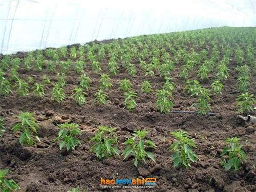 好的根系是丰产丰收的基础蔬菜苗期根系如何养护