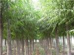 有品质的林木种植推荐:灵川林木种植-桂林江泰投资提供有品质的林木种植推荐:灵川林木种植的相关介绍、产品、服务、图片、价格房地产开发、土地、园林绿化、林木种植、房地产投资、房屋、
