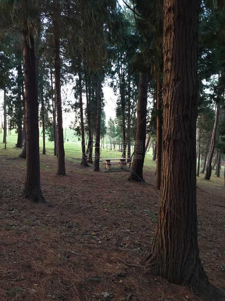 林木中的树