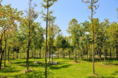 蓝天阳光草坪
