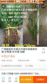杉木苗杉树苗苗场直销18077259120 供应福建漳州云霄漳浦诏安长泰县
