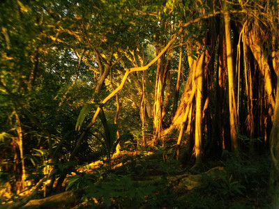 夕照
