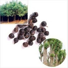 【樟木子】最新最全樟木子 产品参考信息