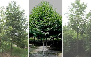 林木种质资源发掘 创制与利用 策略与方法 第二期 姜景民