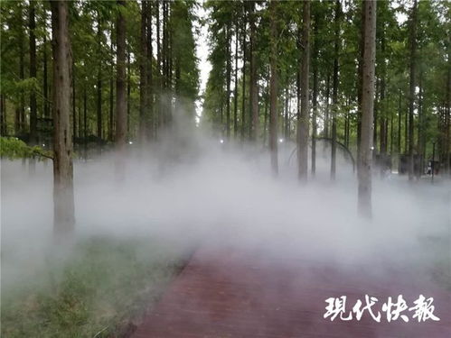 江苏林木种苗与林下经济产业协同发展，总产值突破746亿元