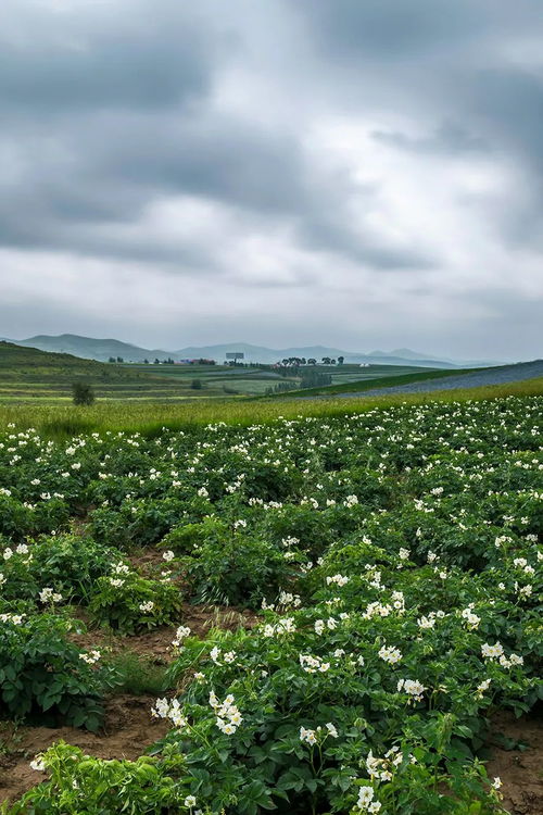 助力你的囤菜大业 中国蔬菜大省究竟有多猛？