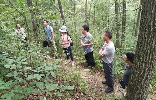 从停止天然林商品性采伐到蔬菜培育 生态保护与农业发展的协同路径
