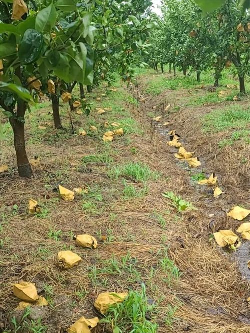 台风‘烟花’过后，如何加快林木恢复？花卉专家给出指导意见