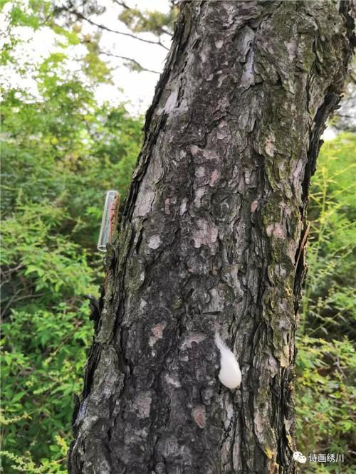 锦绣川办事处三举措抓实林木病虫害防治