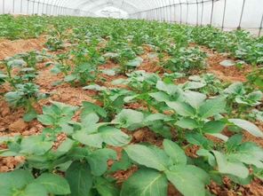 春耕进行时 60万株蔬菜苗加紧培育，花卉产业助力菜籽下地