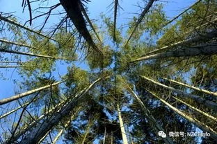 新西兰经济林木辐射松及其花卉资源