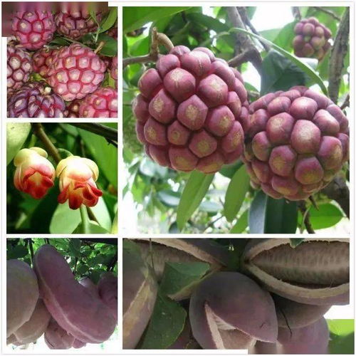 2021年度国家林草局花卉产品行业监测工作圆满收官