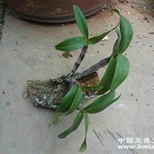 奇根共舞，古木相依 品鉴粗壮精品野生翅梗石斛的盆景艺术