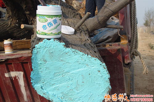 科学护理植物伤口 从树木修剪到蔬菜培育的伤口保护指南