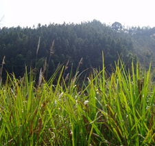 福建省顶信拍卖公司 探索林木与花卉拍卖的多元化发展